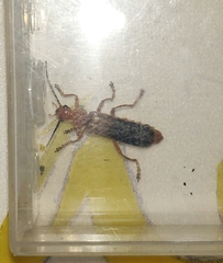 Cantharis cypria