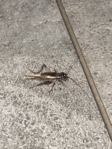 Eumodicogryllus bordigalensis