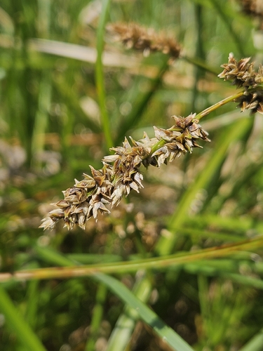 Carex paniculata, photograph 6