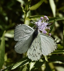 Hesperocharis erota