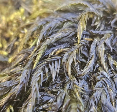 Fontinalis squamosa observed 2026-07-13