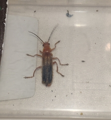 Cantharis cypria