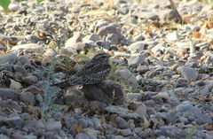 Chordeiles acutipennis