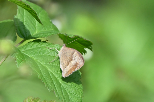 Meadow Brown