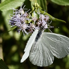 Hesperocharis erota