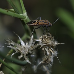 Spilostethus pandurus