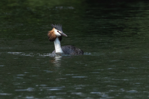 iNaturalist image