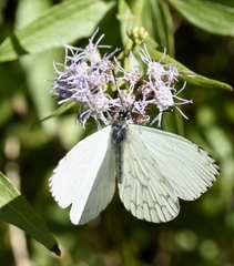 Hesperocharis erota