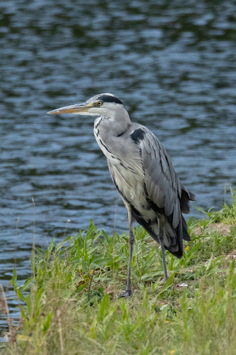 iNaturalist image