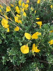 Cytisus scoparius