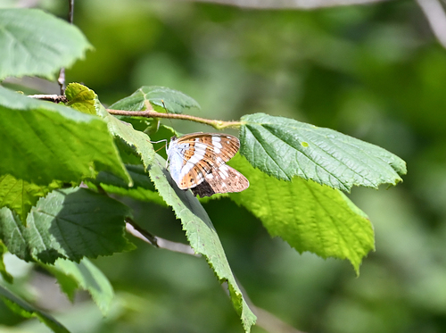 Eurasian White Admiral