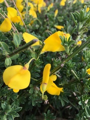 Cytisus scoparius