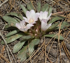Lewisia brachycalyx