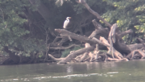 iNaturalist image