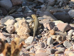 Sceloporus edbelli