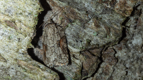 Acleris ptychogrammos photo 4