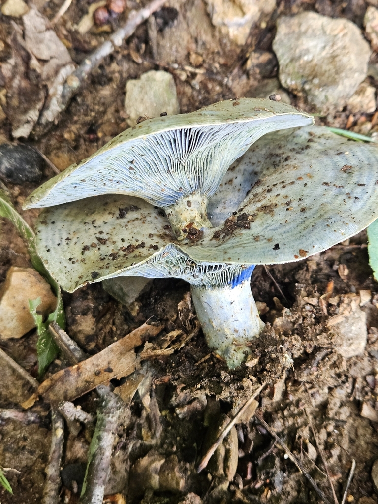 indigo milk cap · July 2026 · photo: Photo: no rights reserved · iNaturalist