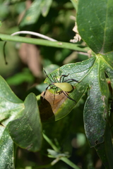 Holhymenia histrio