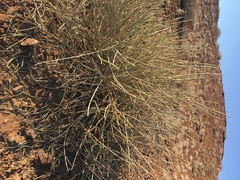 Euphorbia damarana