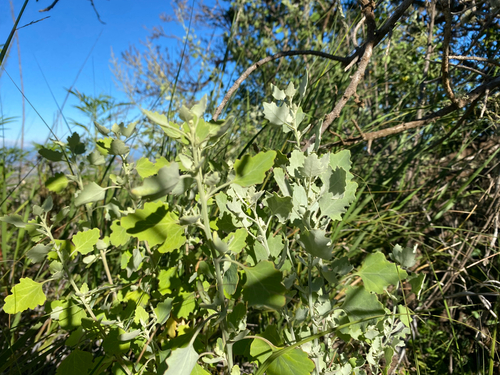 Chenopodium oahuense observed 2026-07-26