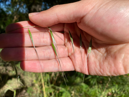 Avena barbata observed 2026-07-26