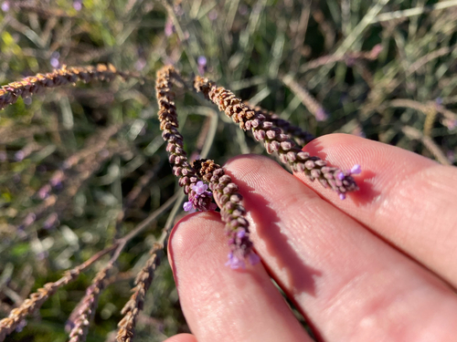 Verbena litoralis observed 2026-07-26