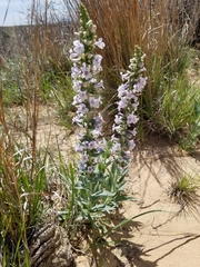 Penstemon buckleyi