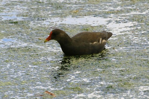 iNaturalist image