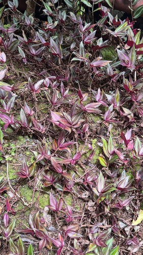 Tradescantia zebrina, 2026-07-26