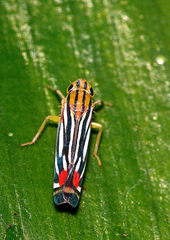 Sisimitalia vulnerata