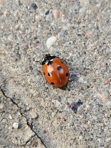 Seven-spotted Lady Beetle