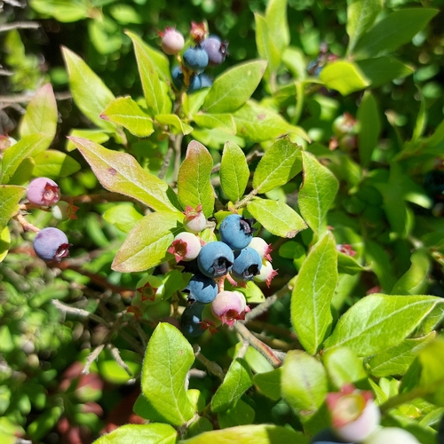 velvetleaf blueberry