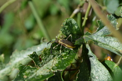 Holhymenia histrio