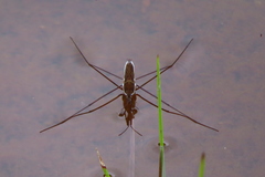 Limnoporus notabilis