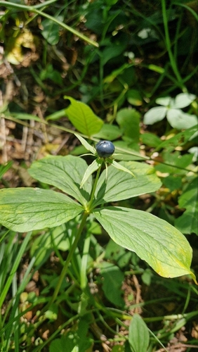 Herb Paris