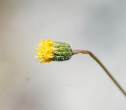 Erigeron filifolius, 2026-07-22