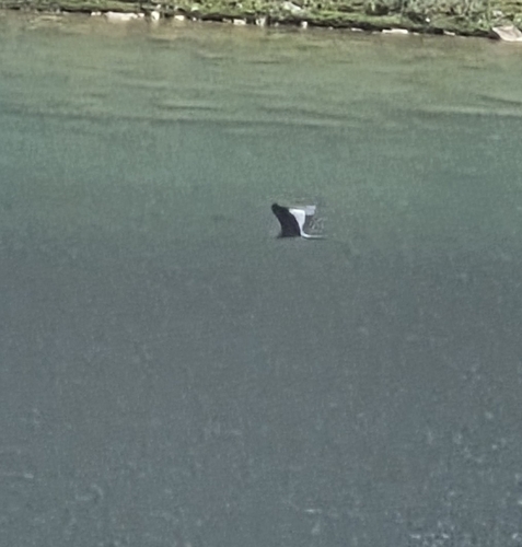 iNaturalist image