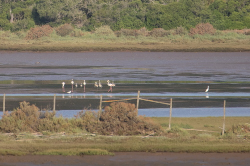 iNaturalist image
