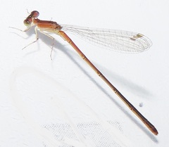 Agriocnemis gratiosa