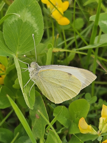 Large White