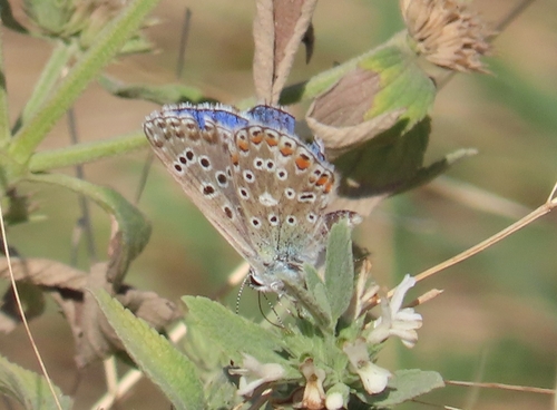 Adonis Blue