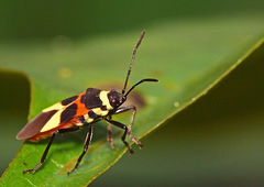 Craspeduchus variegatus
