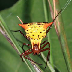 Micrathena flaveola