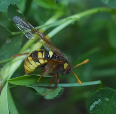 Cimbex quadrimaculatus