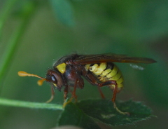 Cimbex quadrimaculatus