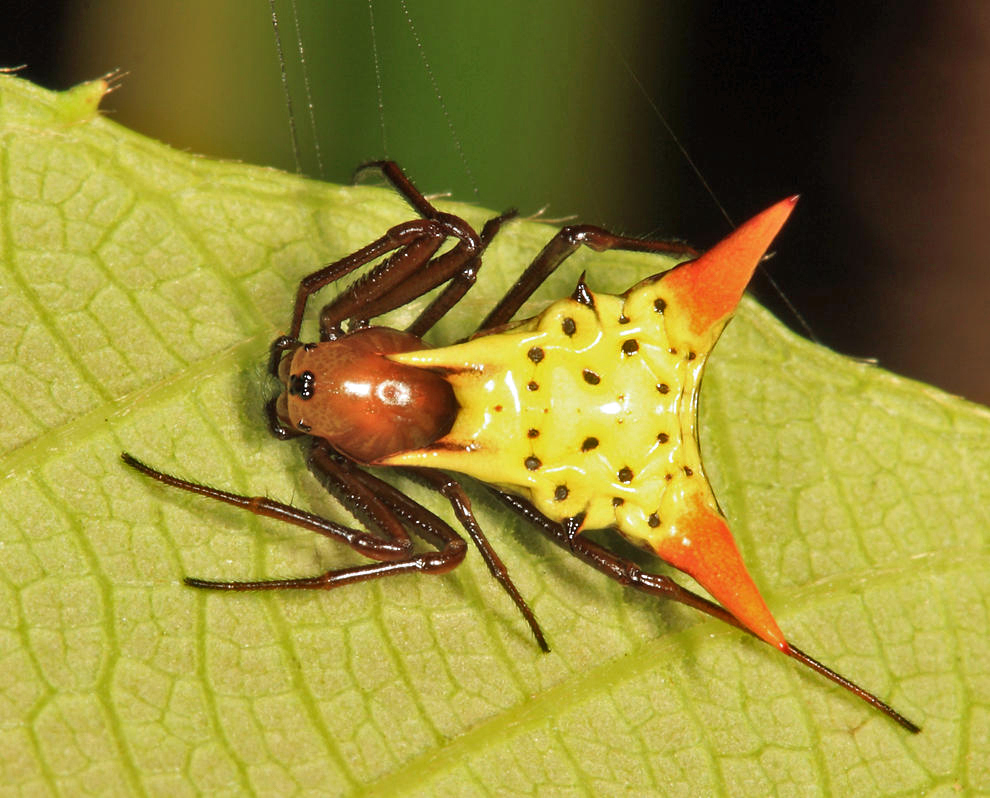 Micrathena flaveola