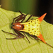 Micrathena flaveola - Photo (c) Tom Murray, some rights reserved (CC BY-NC), uploaded by Tom Murray