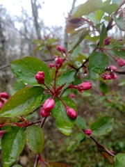 Malus
