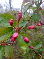 Malus