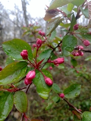 Malus